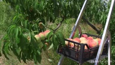 新鲜的桃子在收获季节从果园里长出来